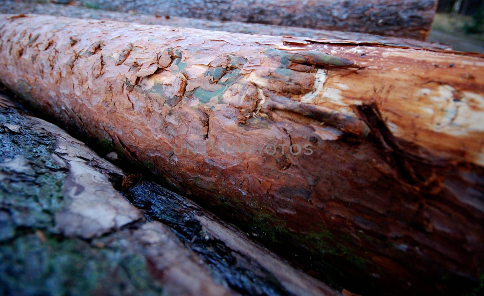 Woodpile