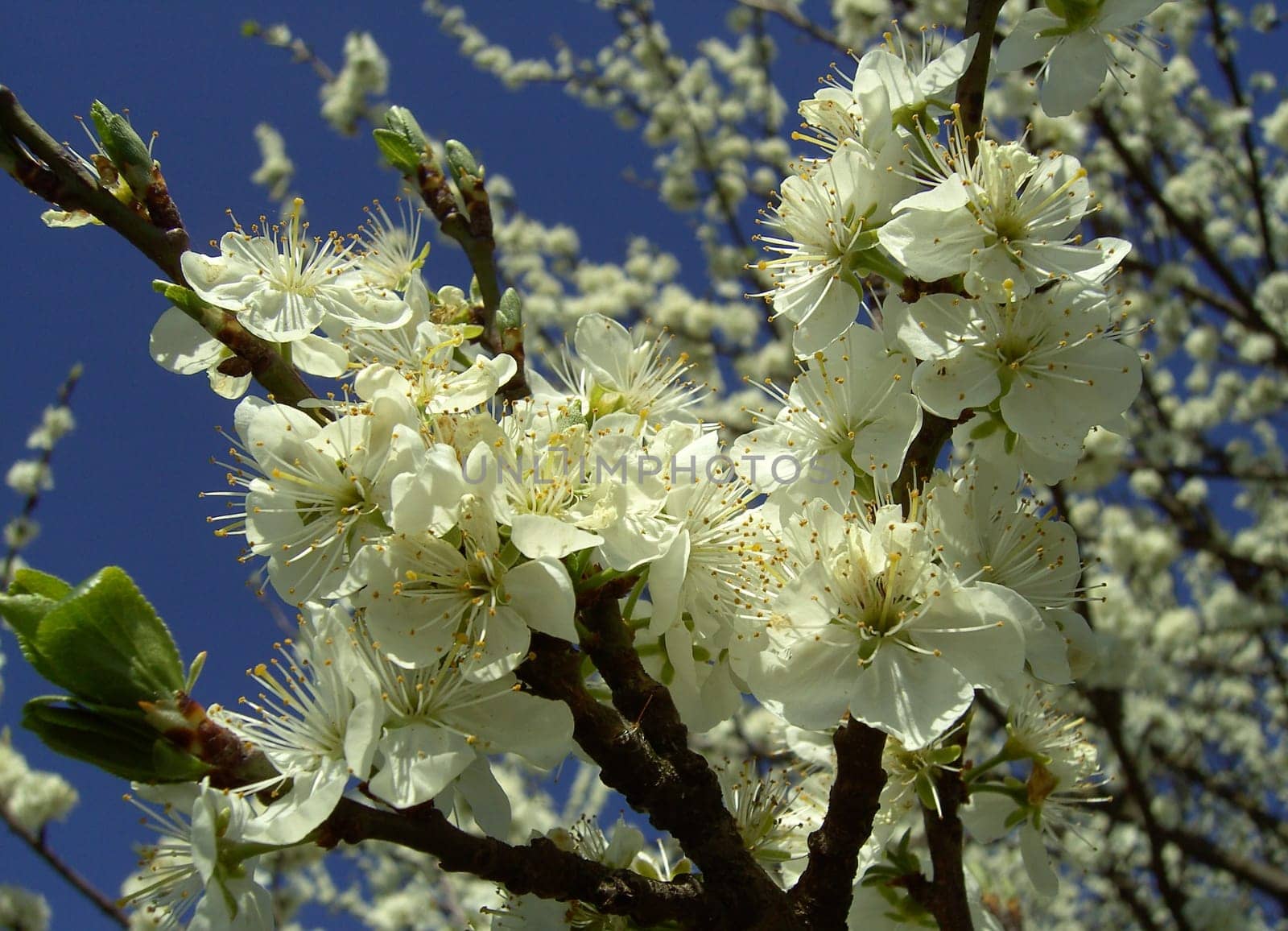 Cherry Blossom 05