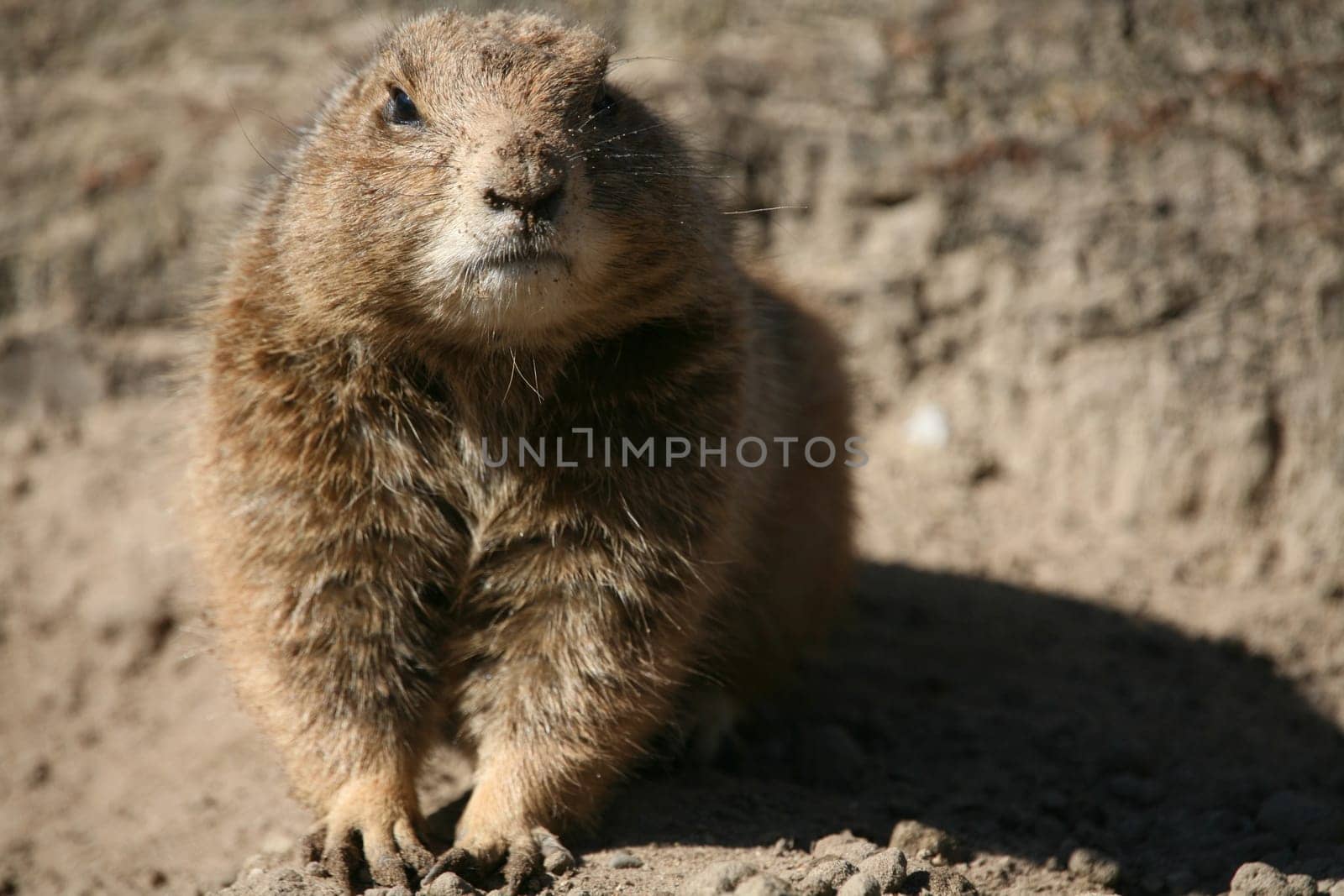 Prairie dog