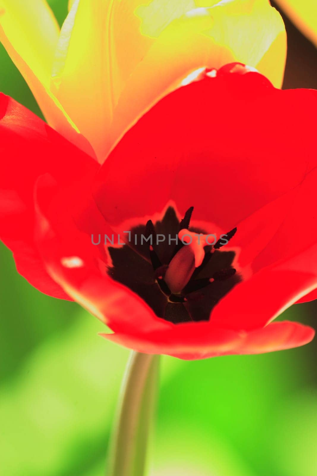 Tulip red and yellow