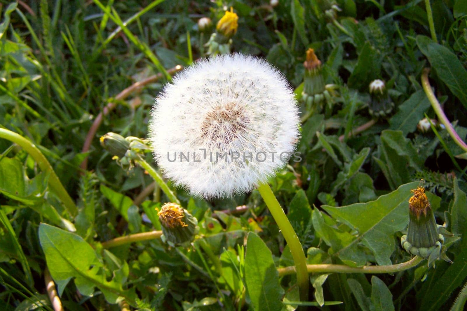 Dandelion
