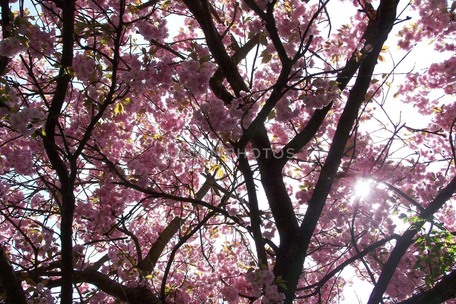 cherry tree