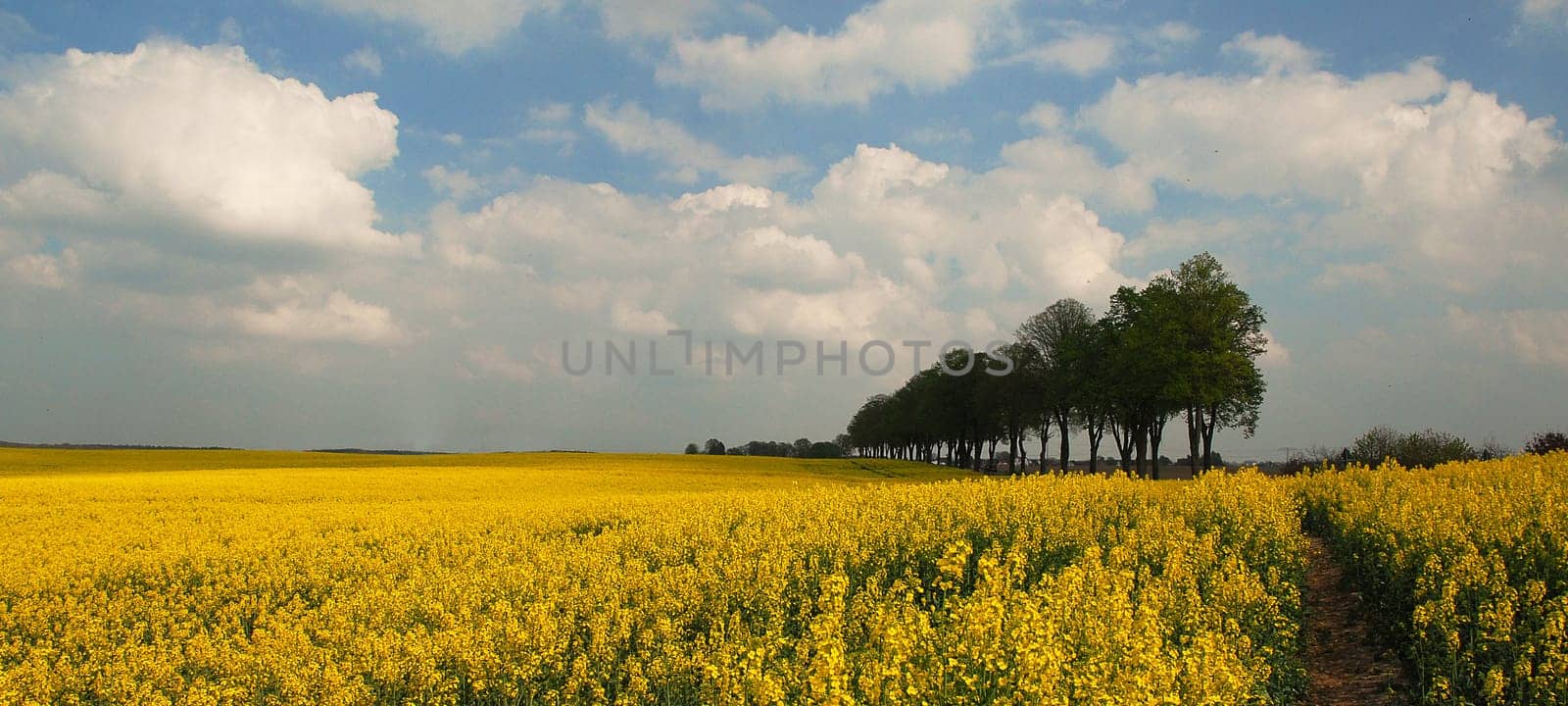 And another rapeseed picture.... because there is so little of it......!:-)) But at the moment it looks like this everywhere.....!