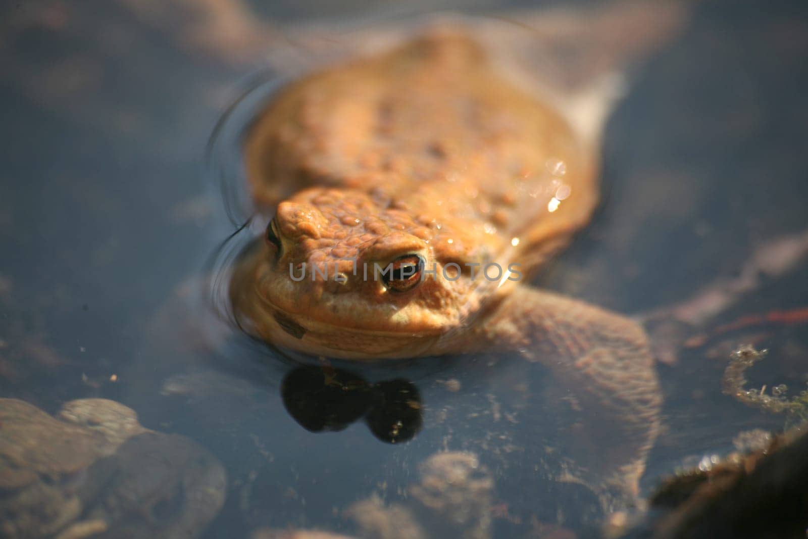 Common toad