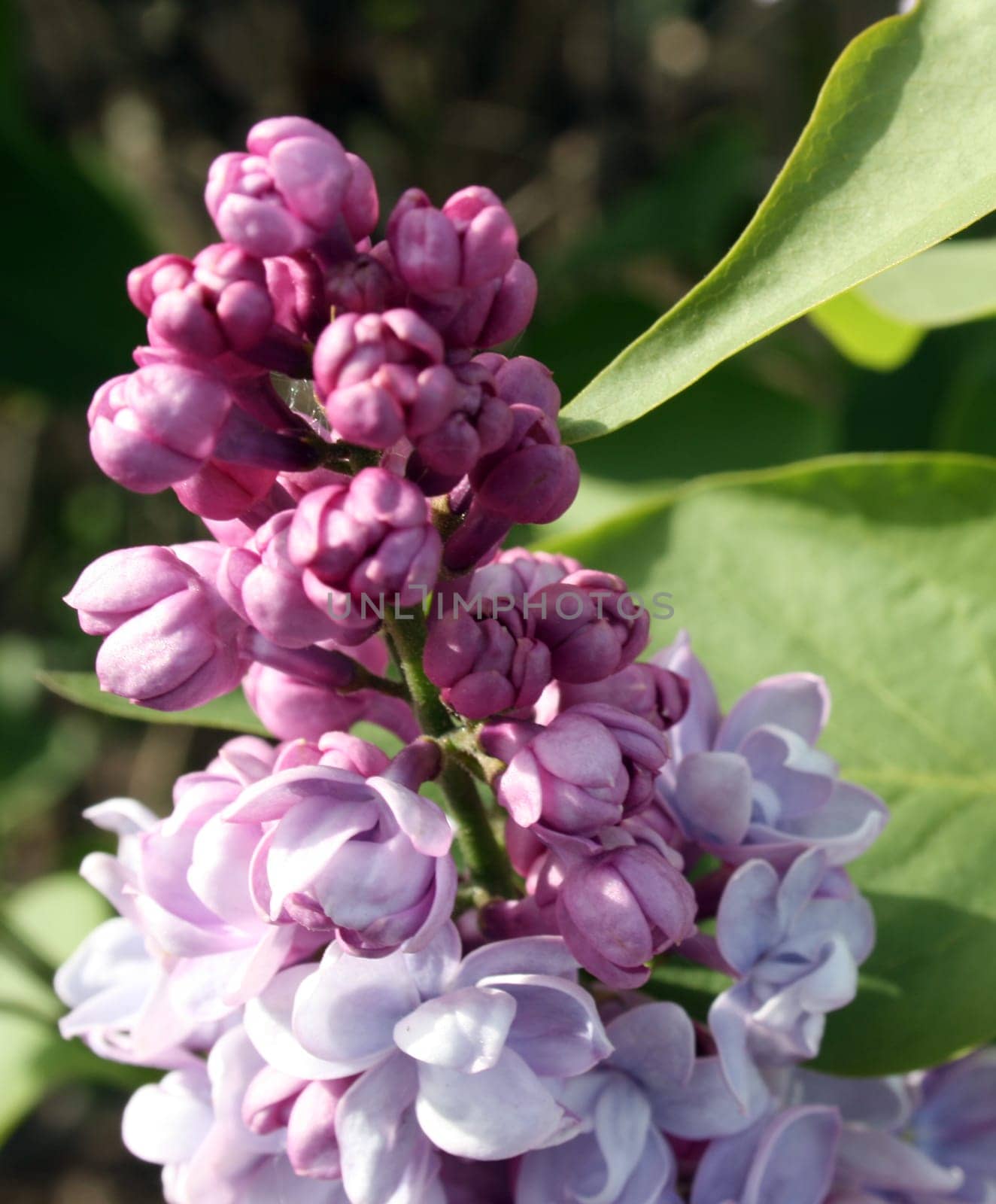 Lilac