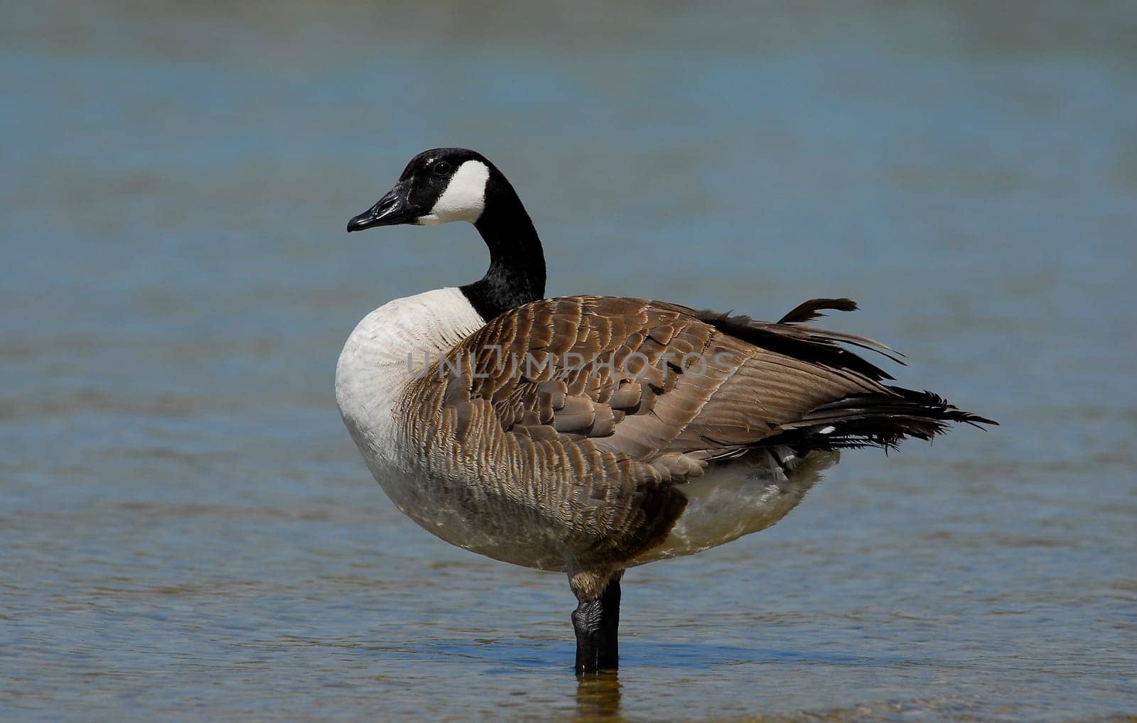 Wild goose