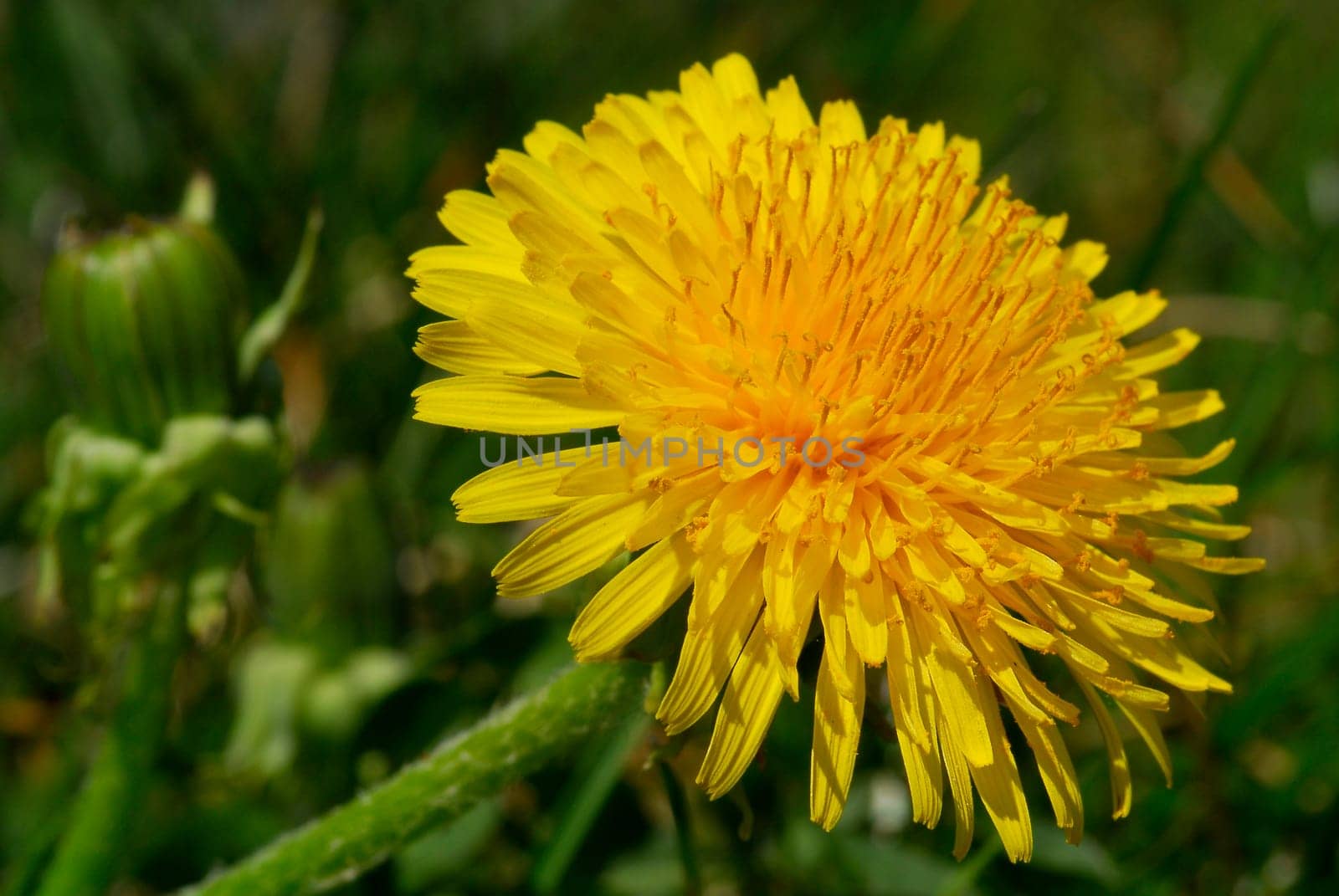 Dandelion
