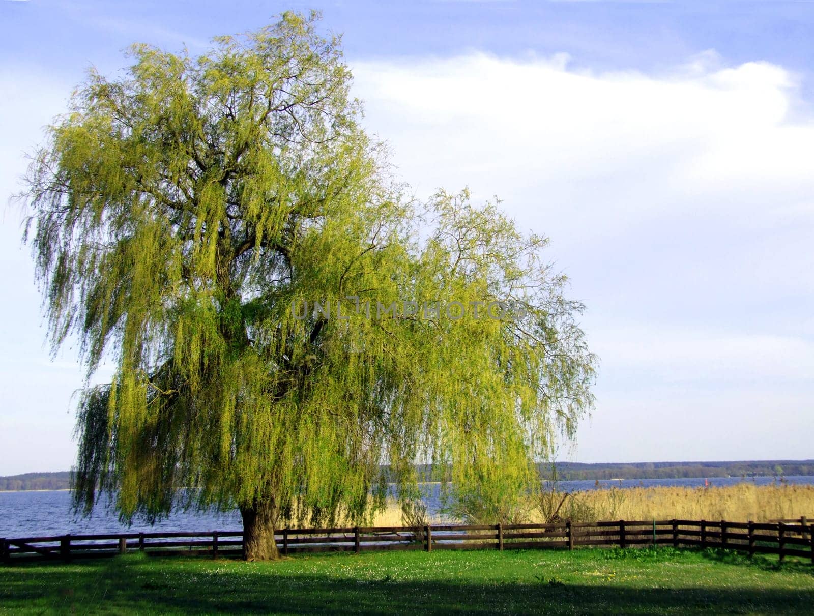 old willow