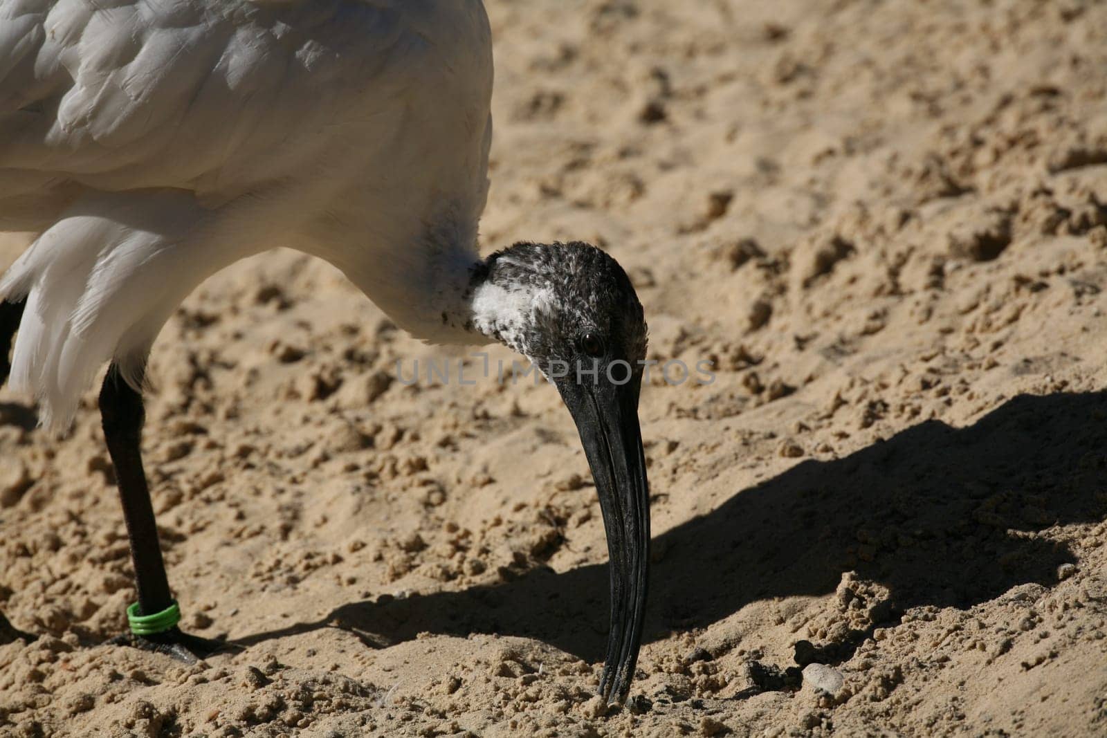 Moluccan ibis (Threskiornis molucca)