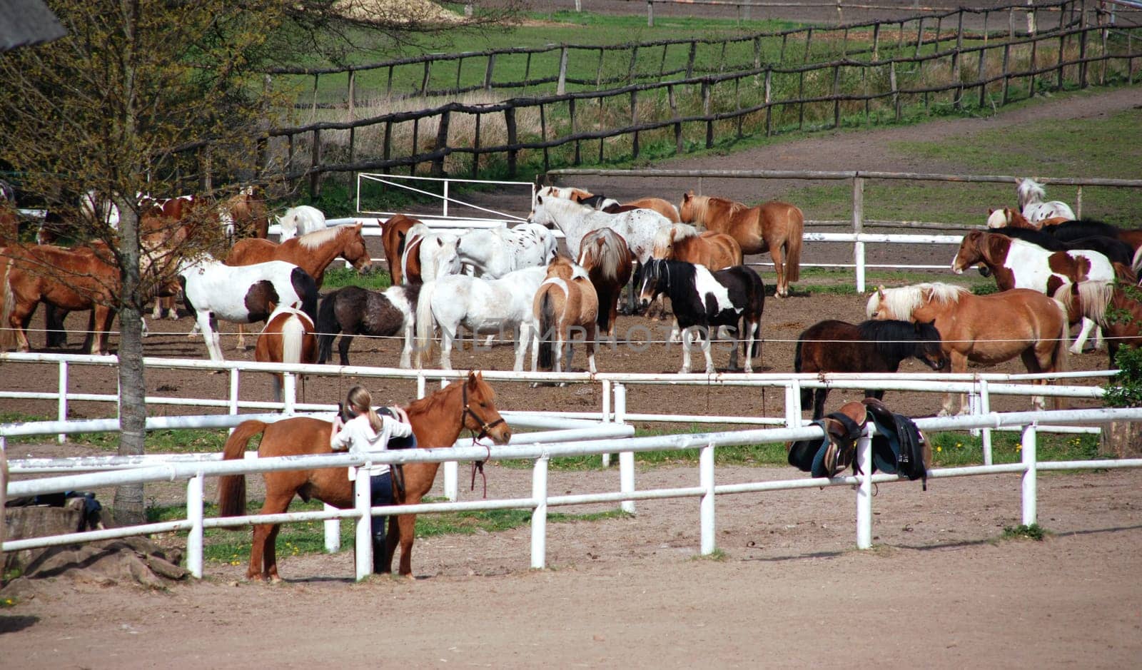 Stud farm