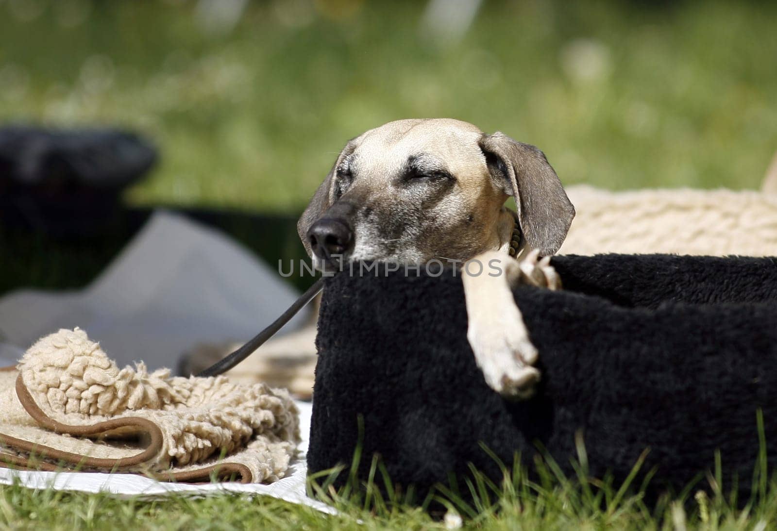 Sleeping Race Dog