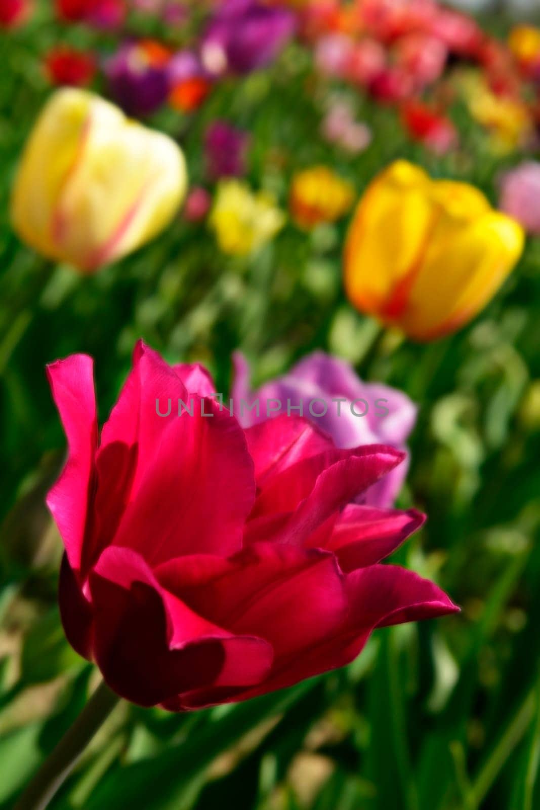 Sea of Tulips