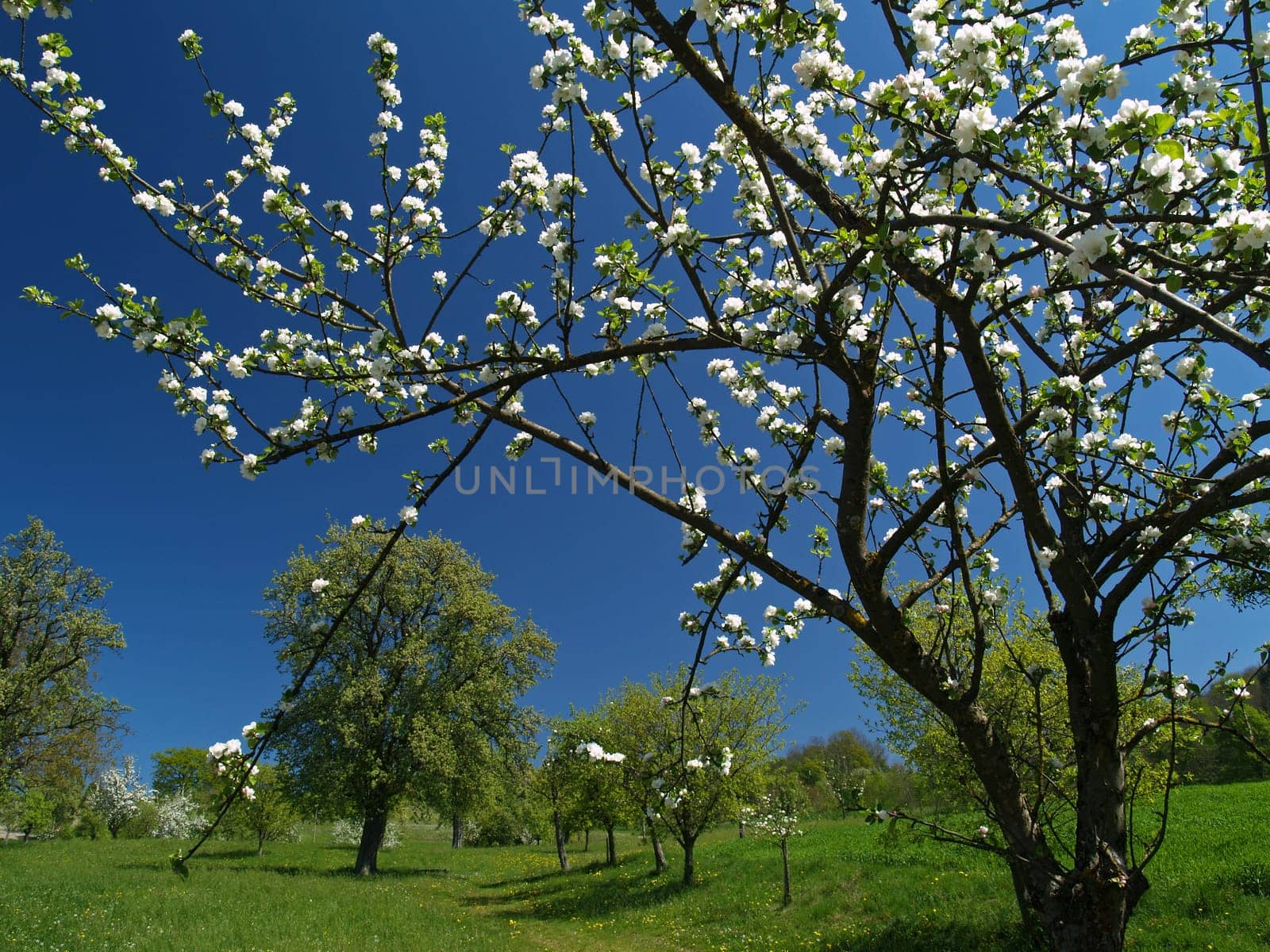 Spring Landscape 3