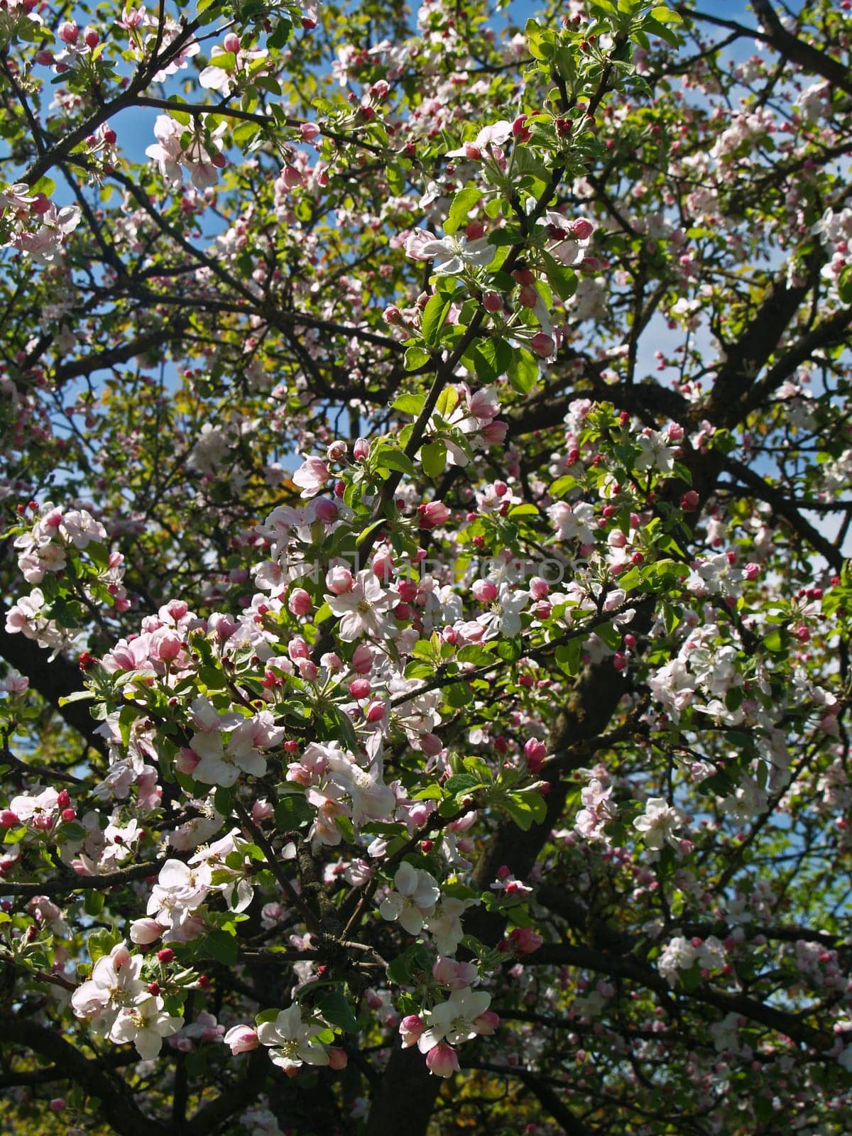 Apple tree in spring