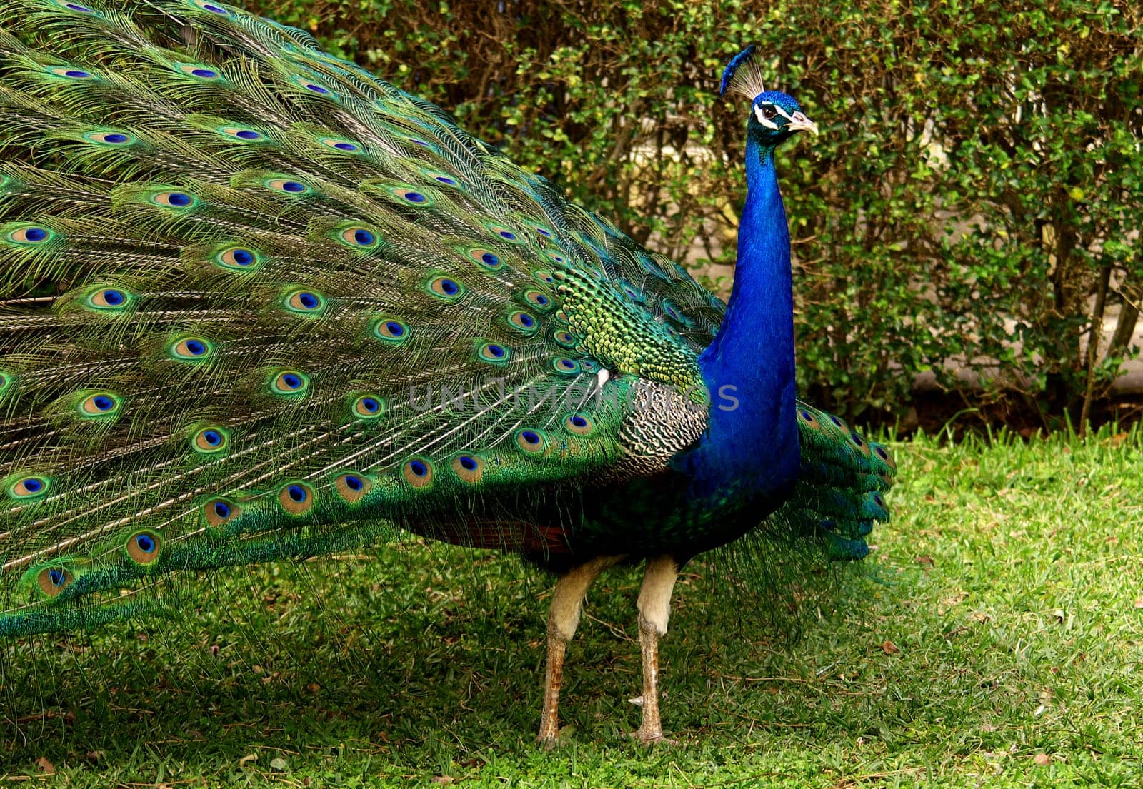 Courtship