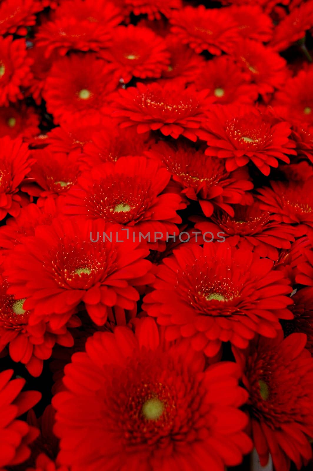 Gerbera