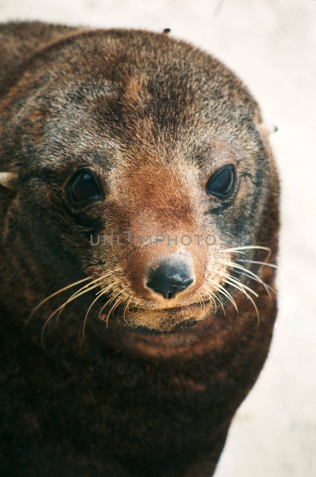 Seal