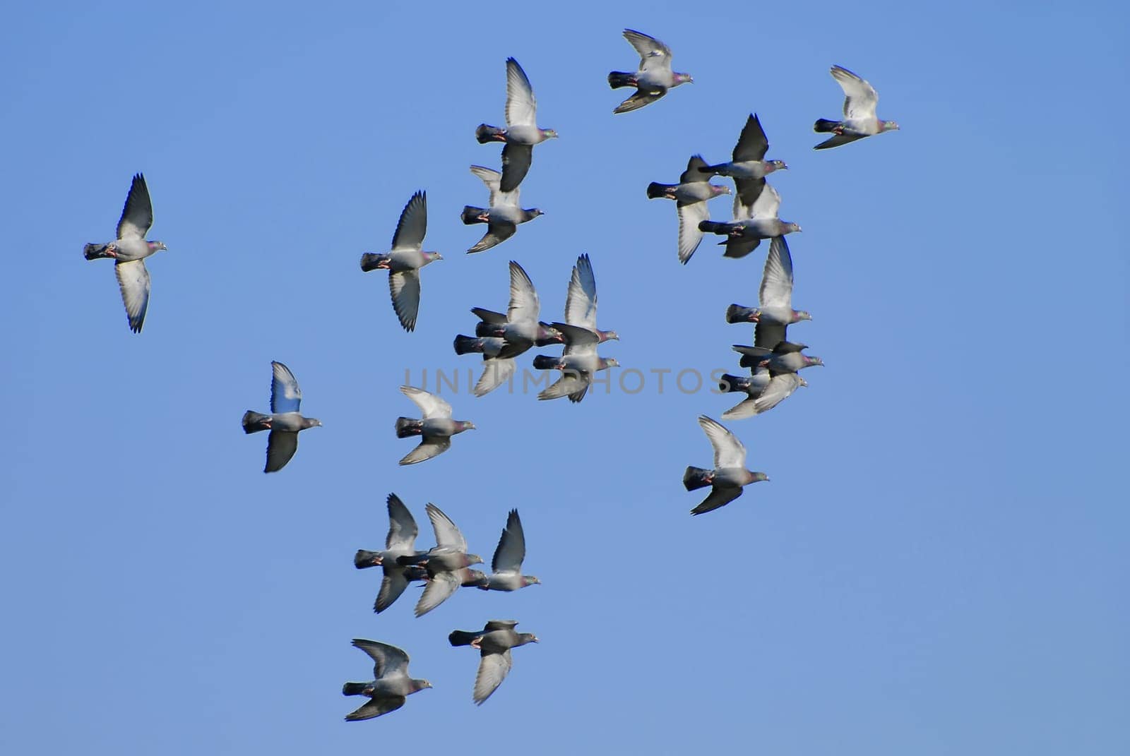 This force is the Mittelland/Central Switzerland reconnaissance squadron -))