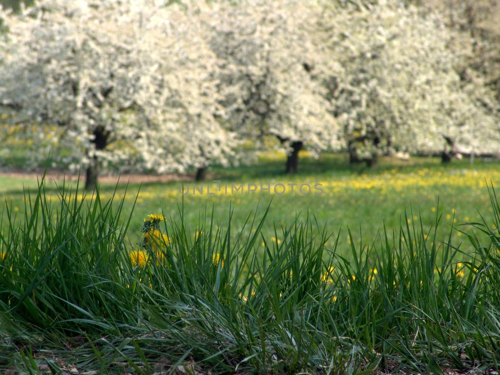 Tree blossom