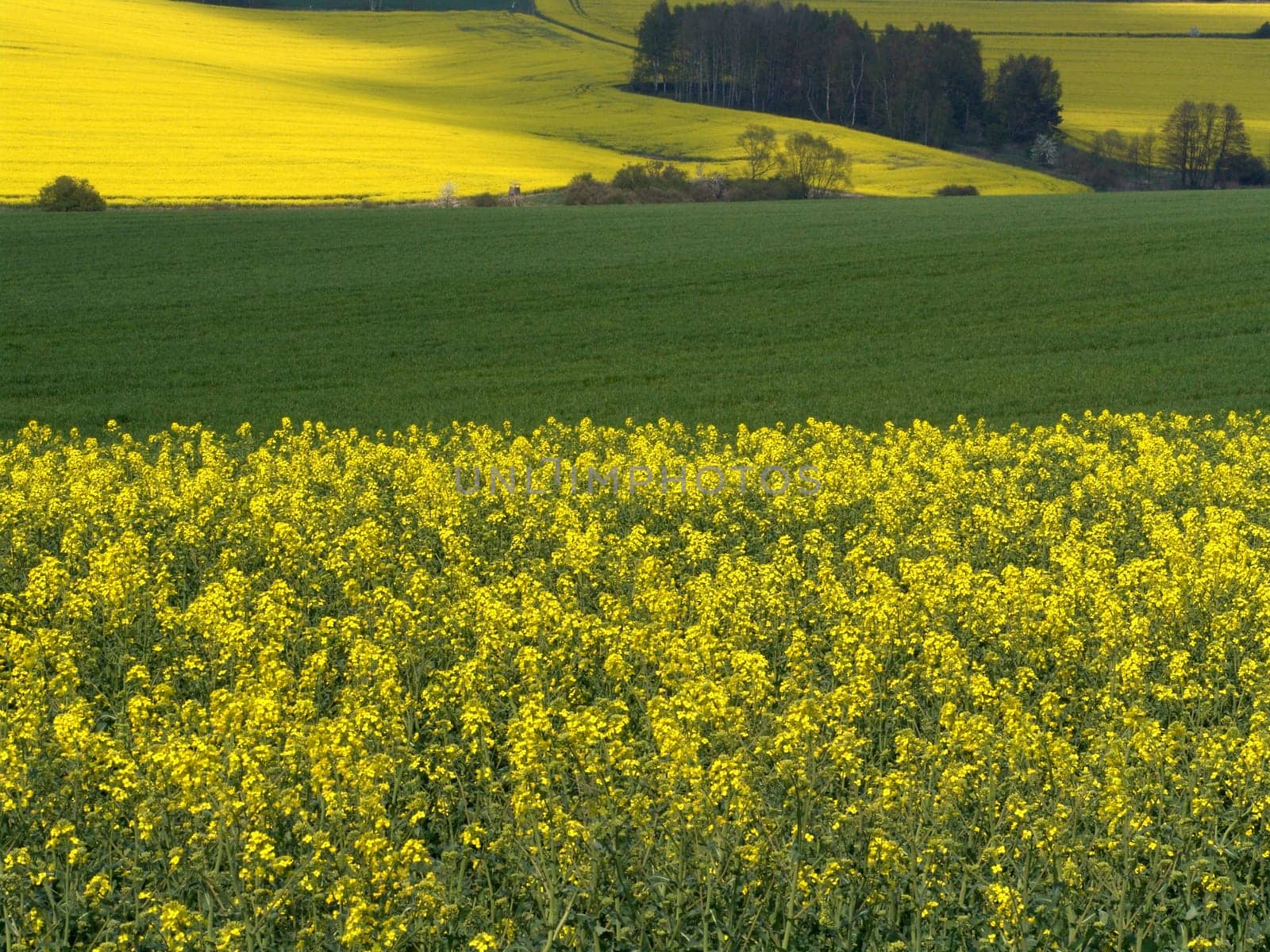Landscape in yellow and green