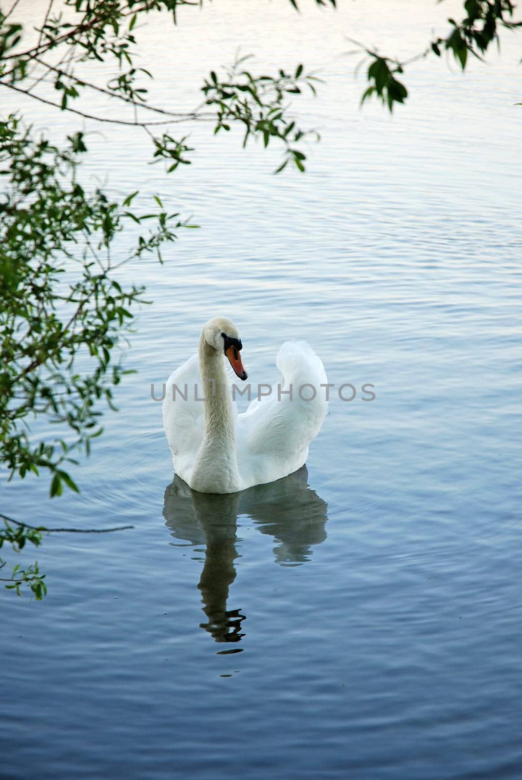 Swan
