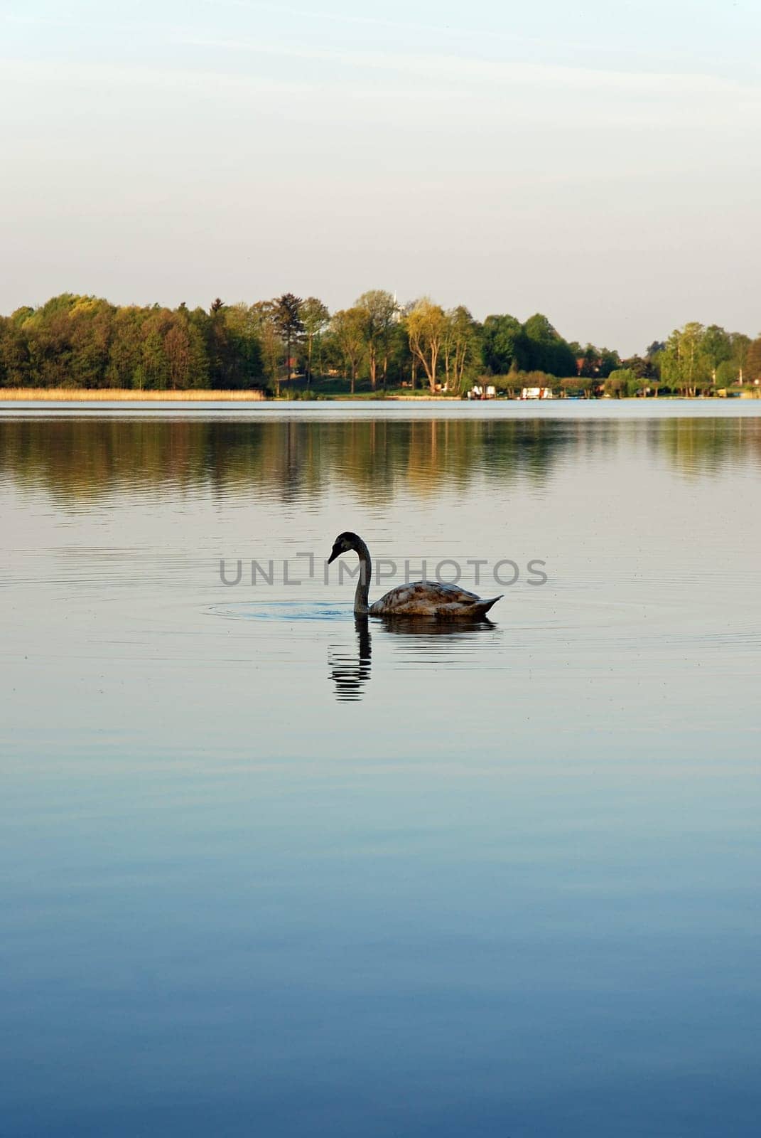 Lonely Swan