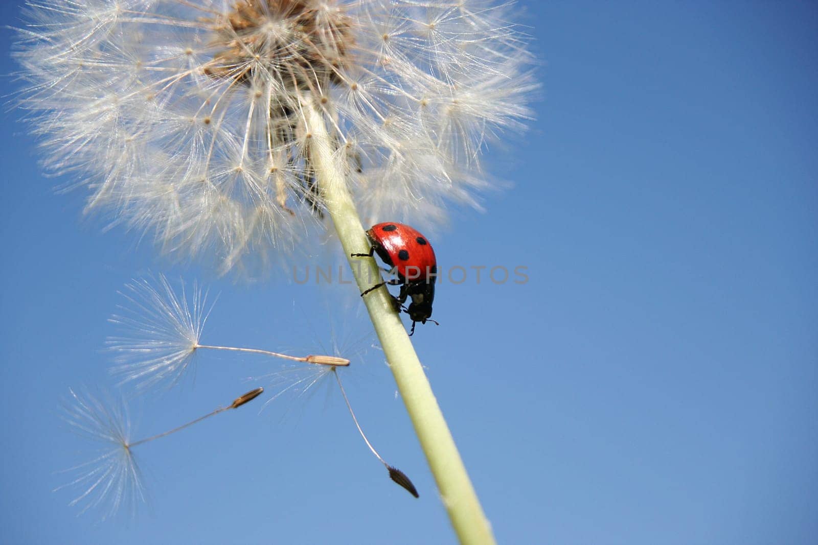 Ladybug and dandelion II