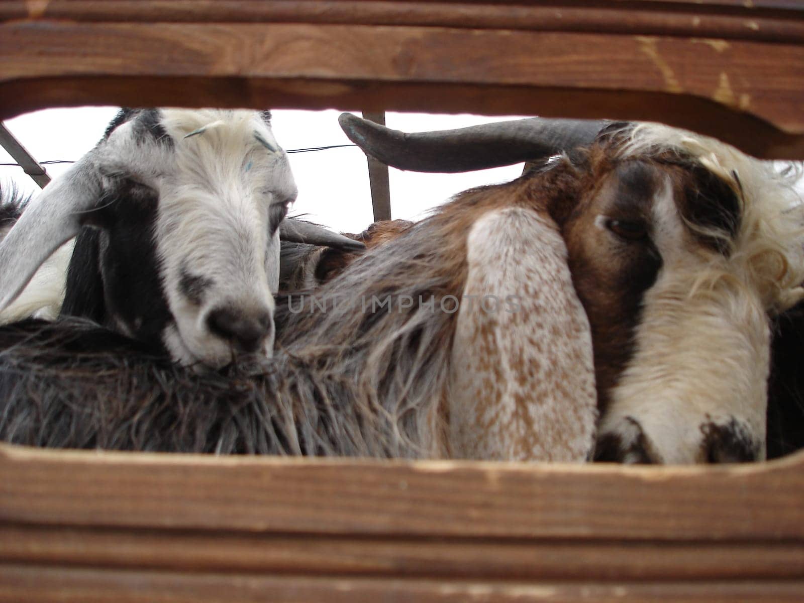 Cattle transport