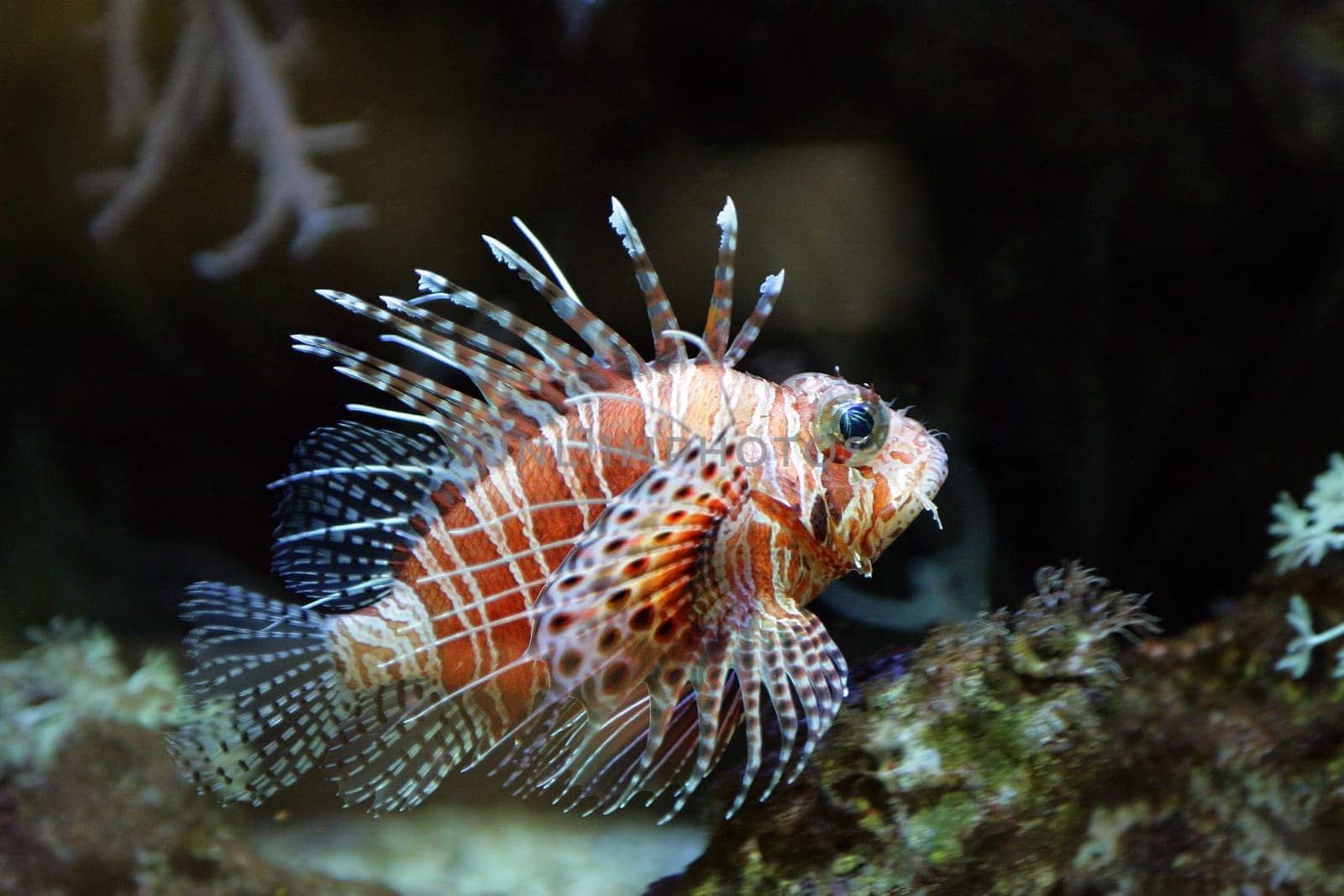 Lionfish