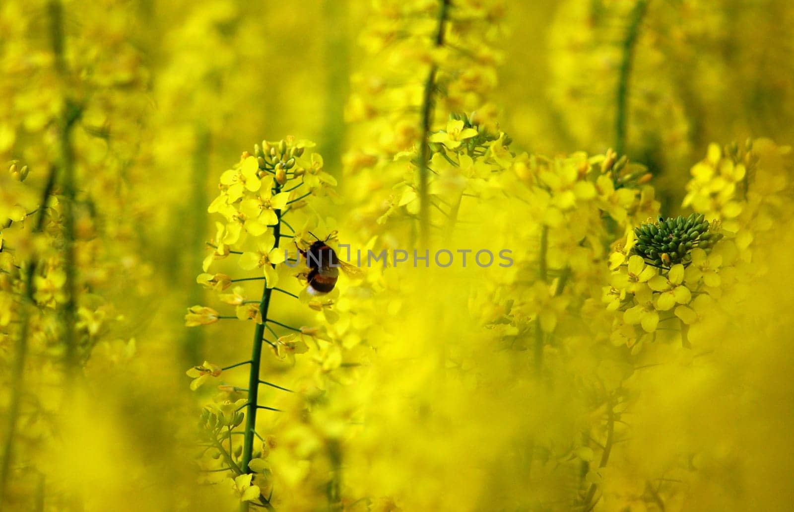 Bumblebee in the rapeseed field
