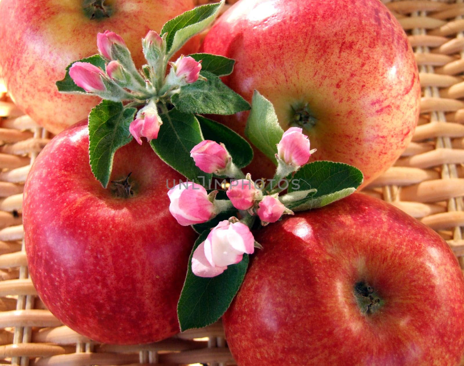 Apple blossom