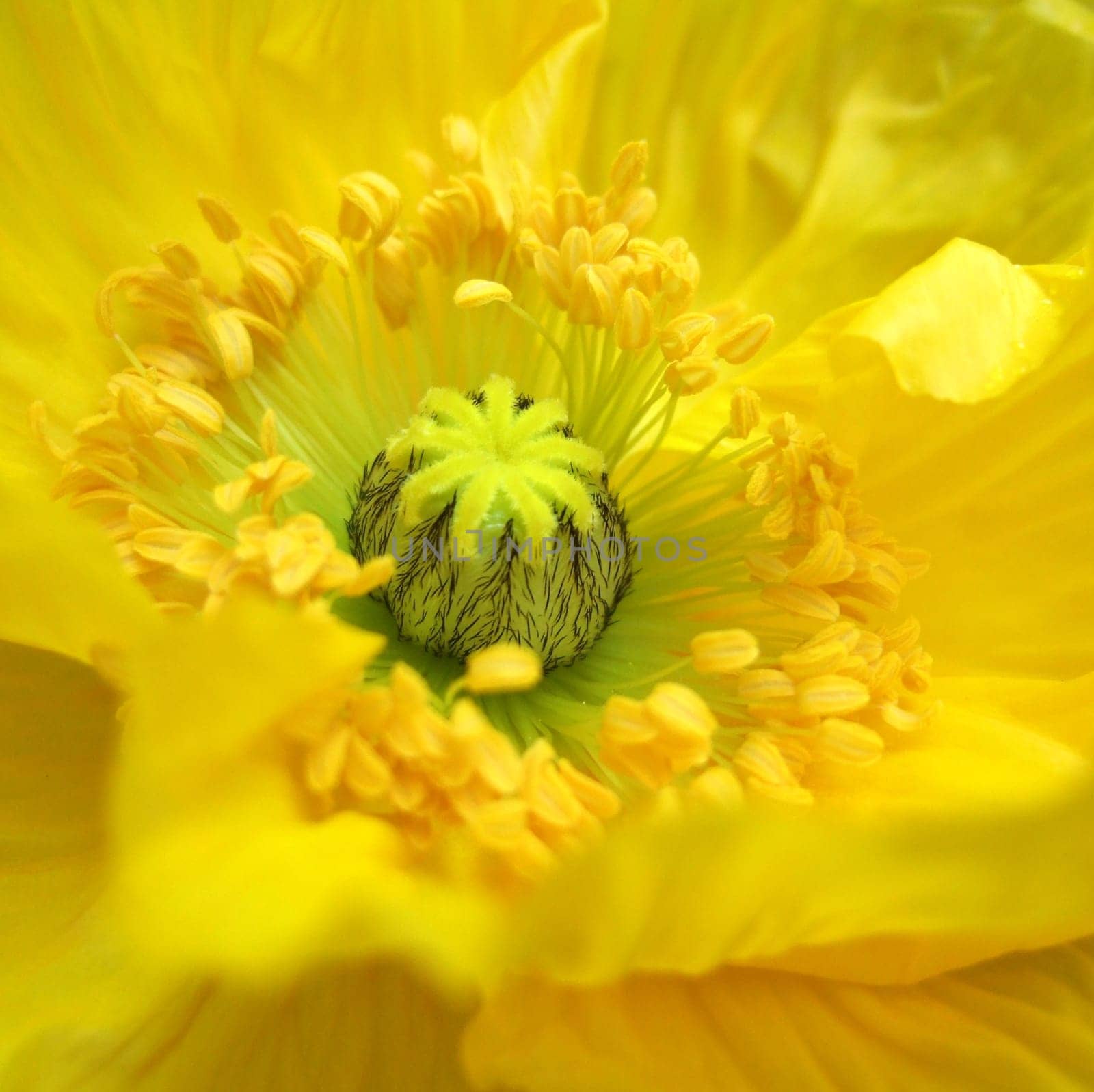 Yellow poppy
