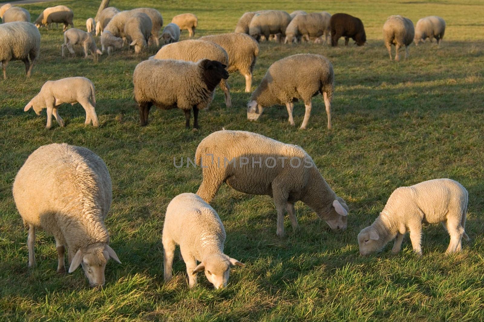 Flock of sheep at sunset