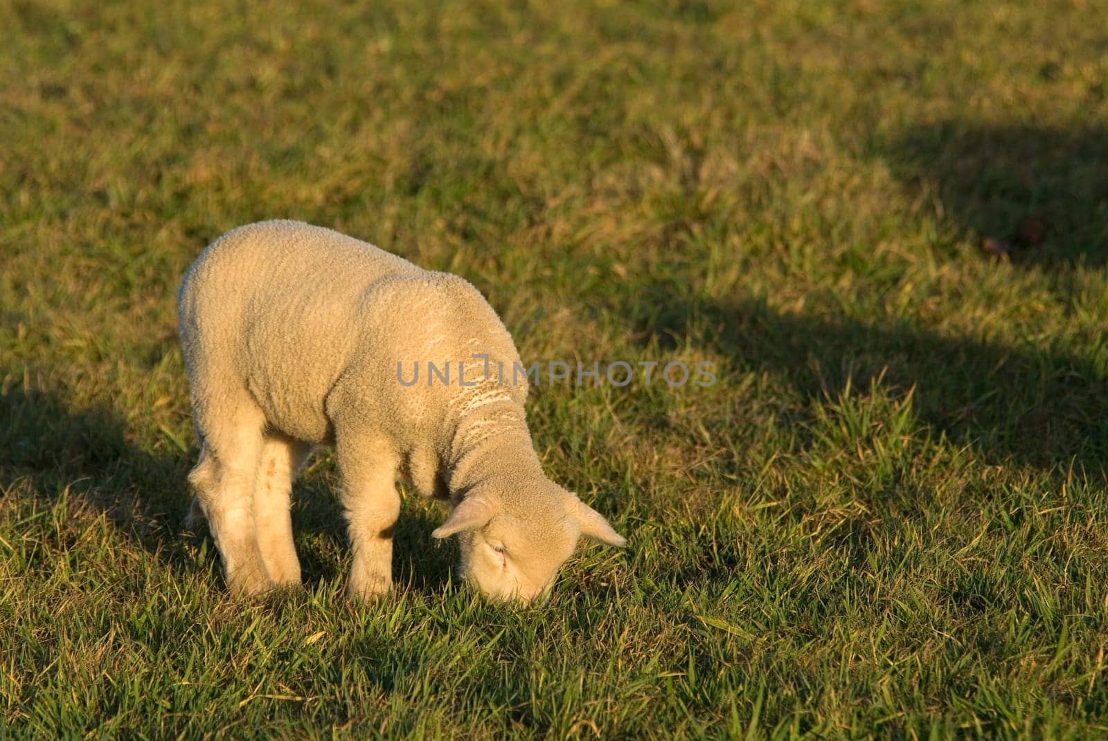 Lonely Lamb