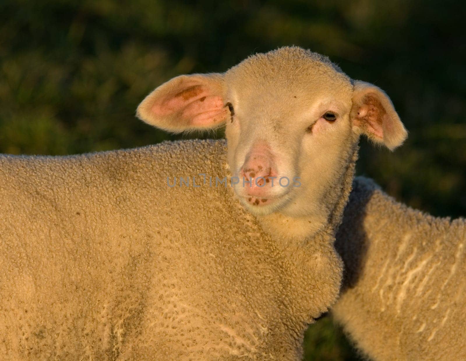 Sheep at sunset