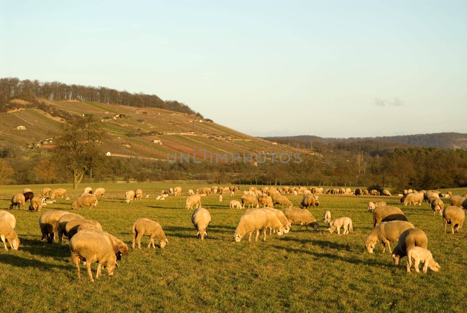 Herd of sheep in the pasture