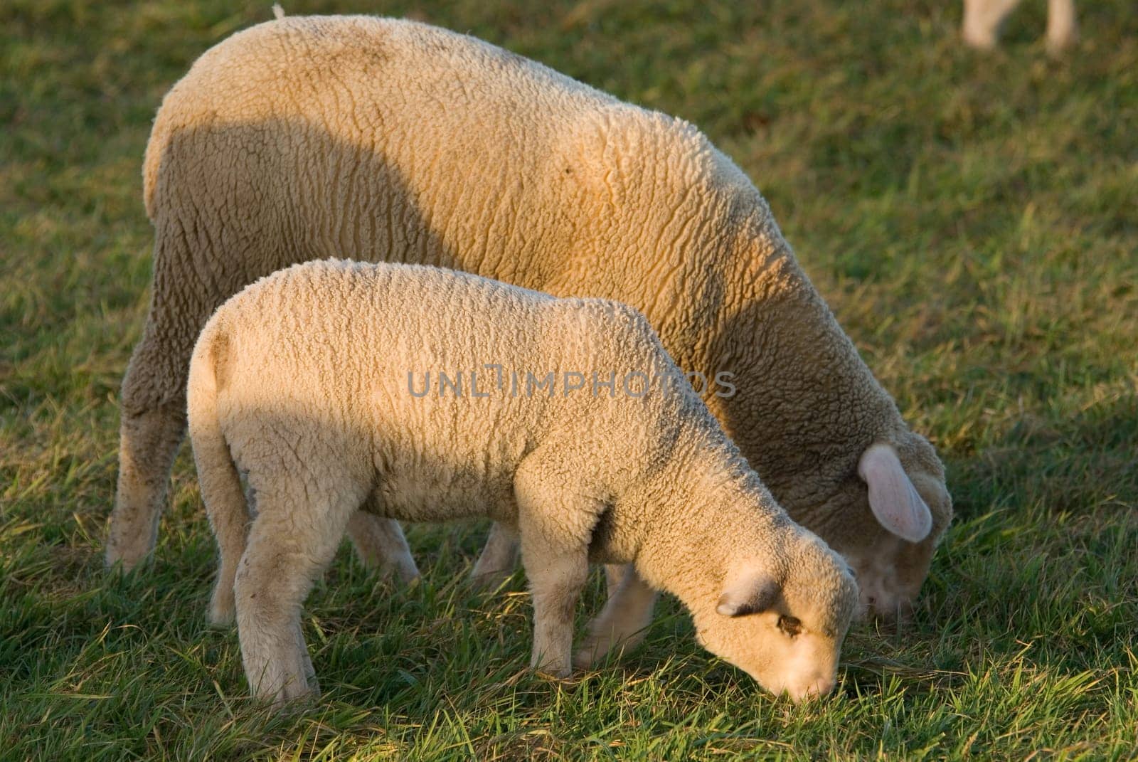 Lamb and his mother