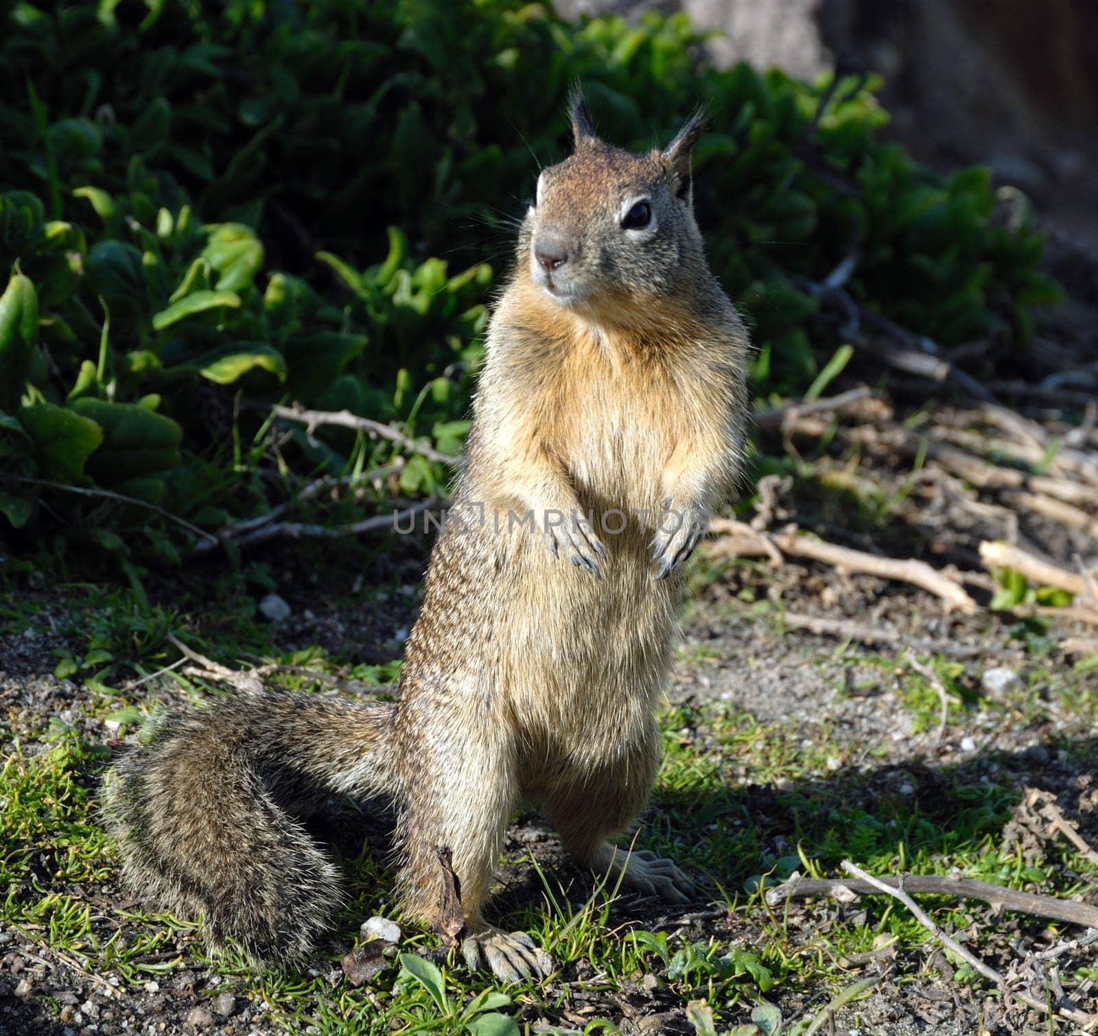 Squirrel