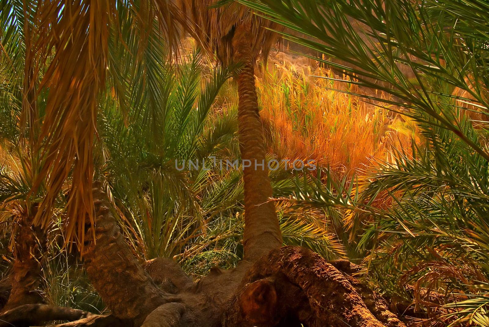 Secrets of Oasis 1