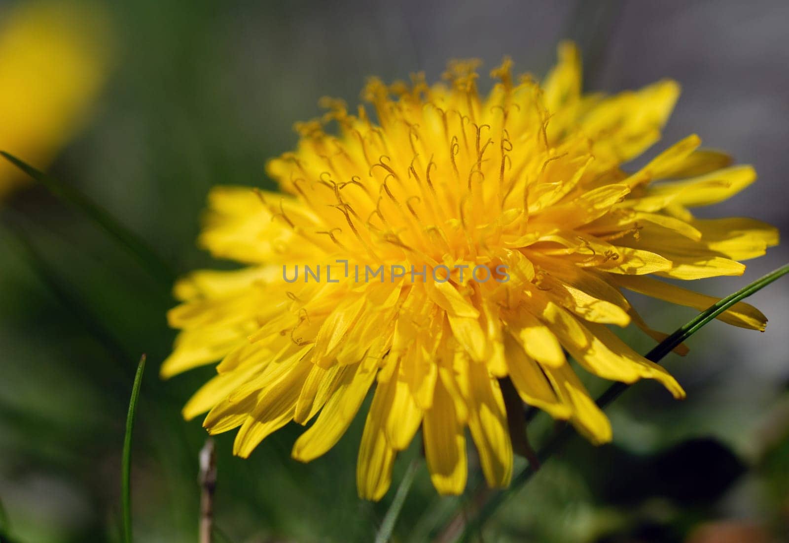 Dandelion