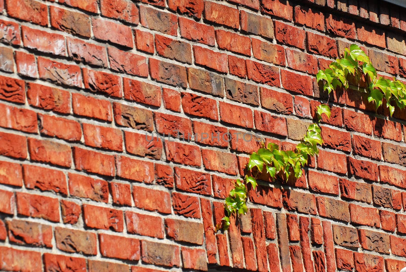 Wall with ivy