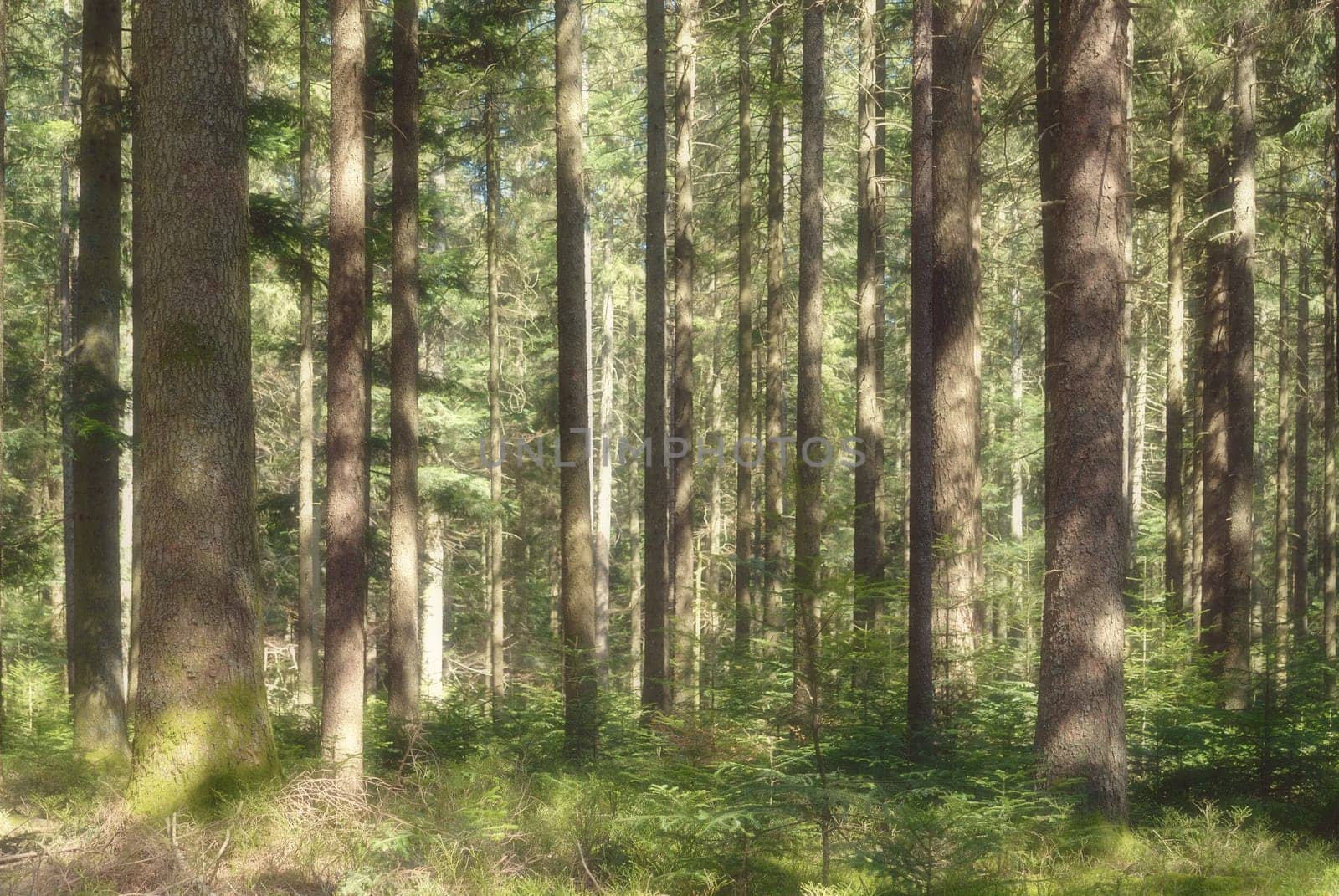 For the trees
