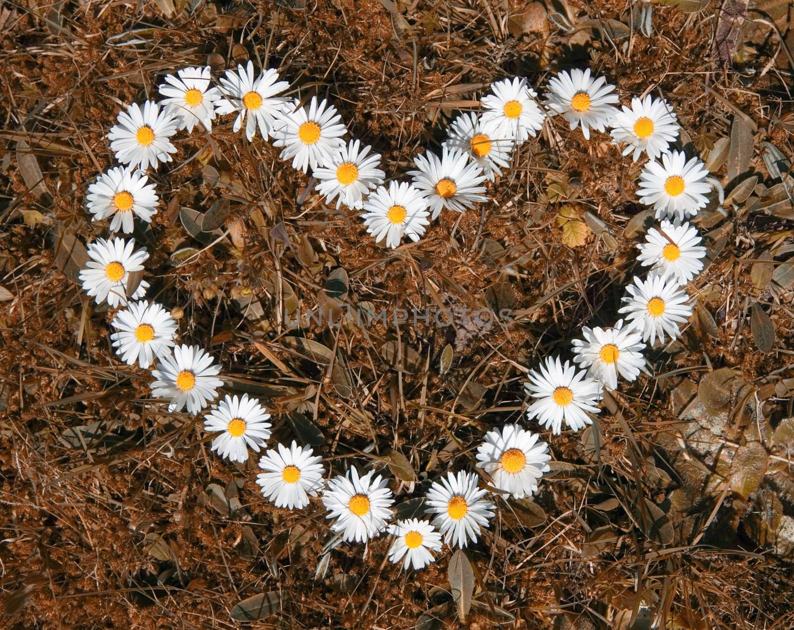 Heart of flowers