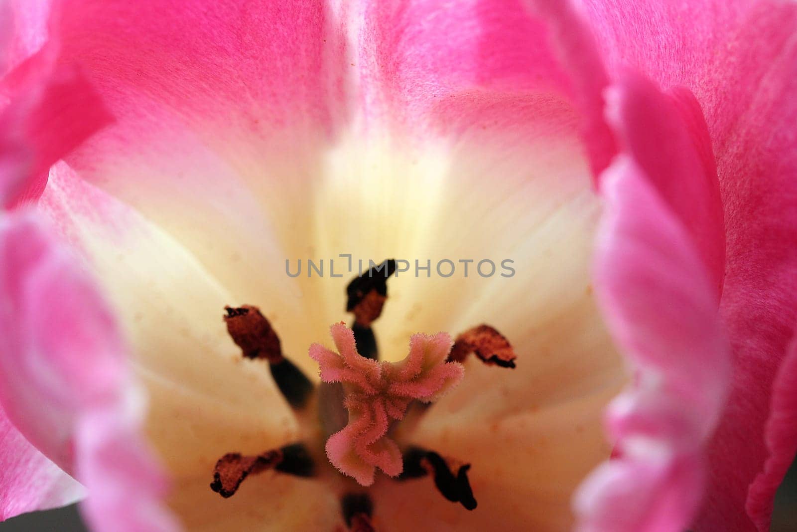 Tulip Detail II