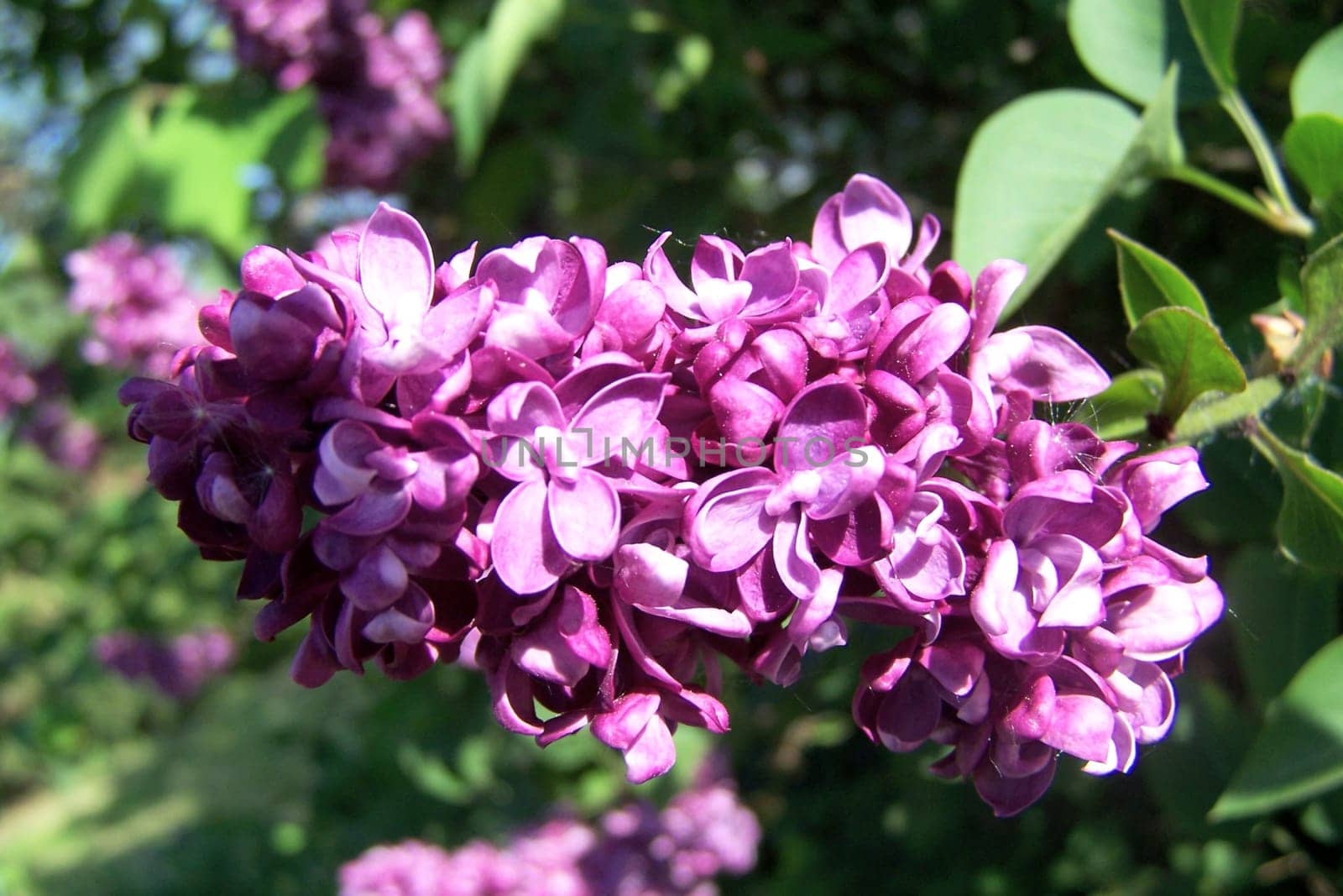 Pink bush