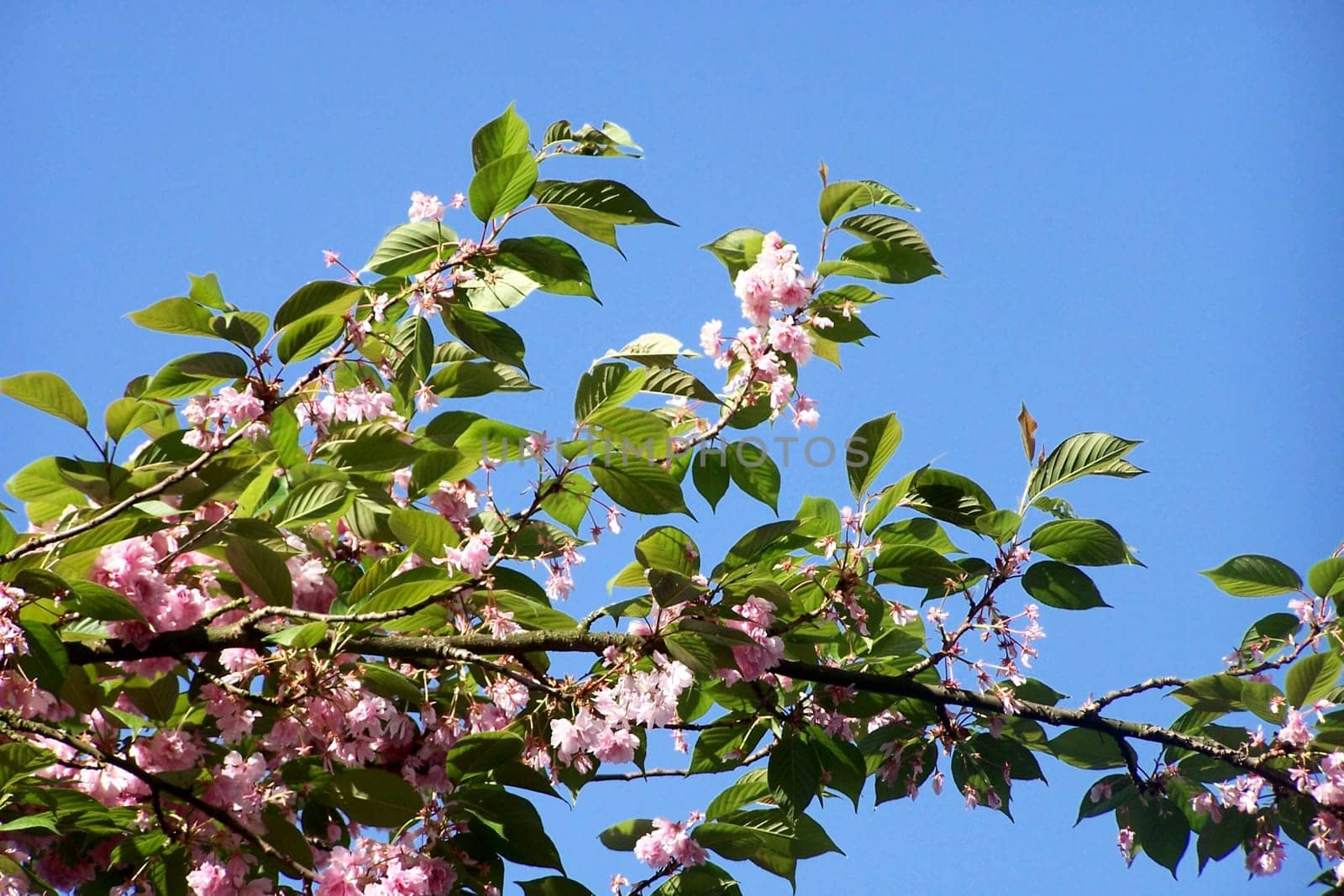 Heavenly flowers