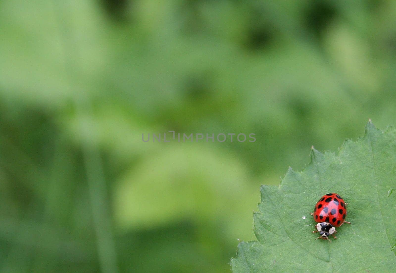 Beetle