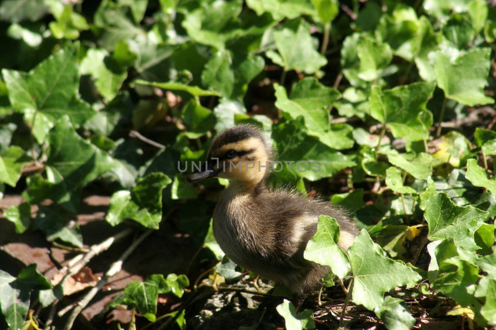 Our first duckling in the Pader spring area,the season is open.