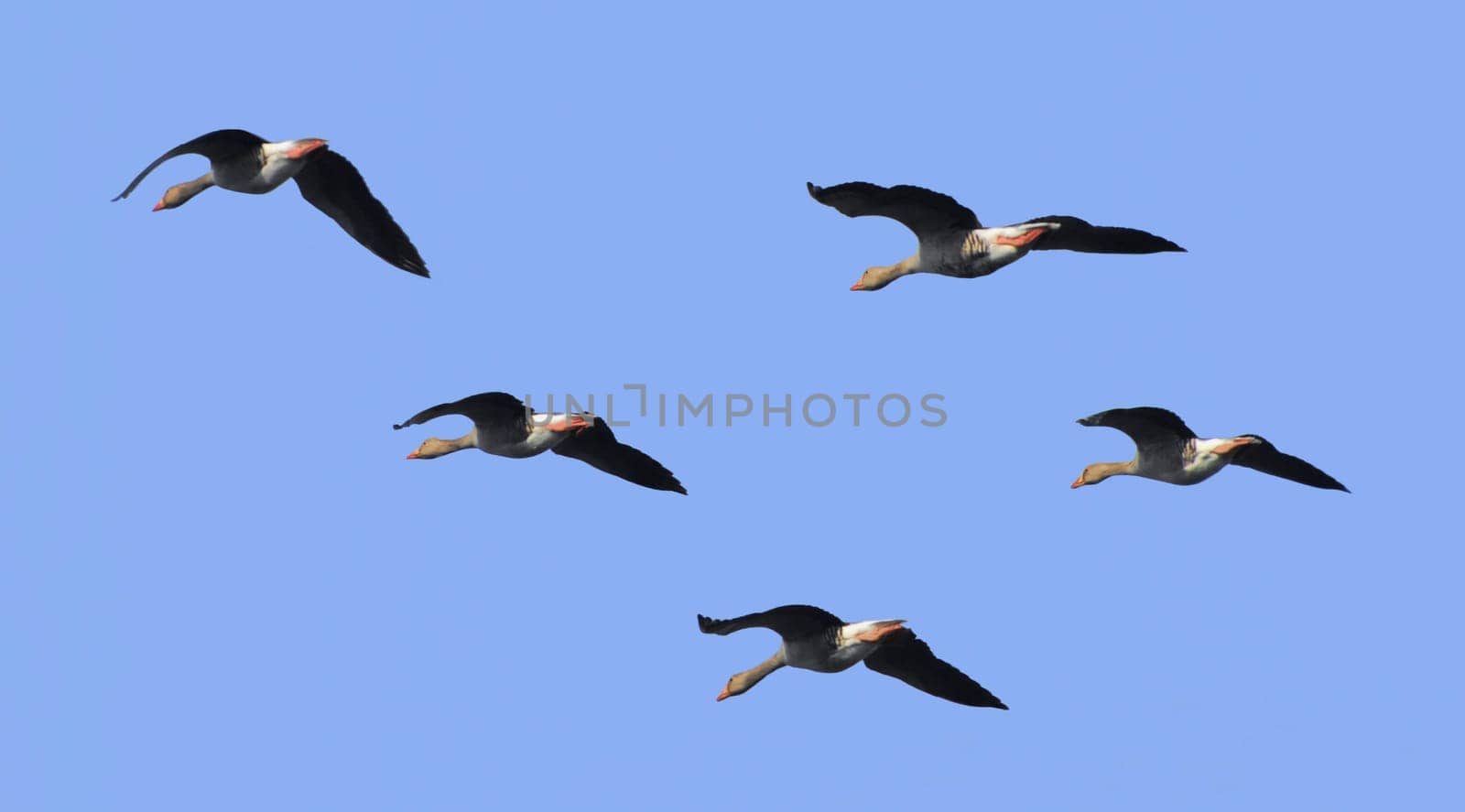 The flight of the wild geese