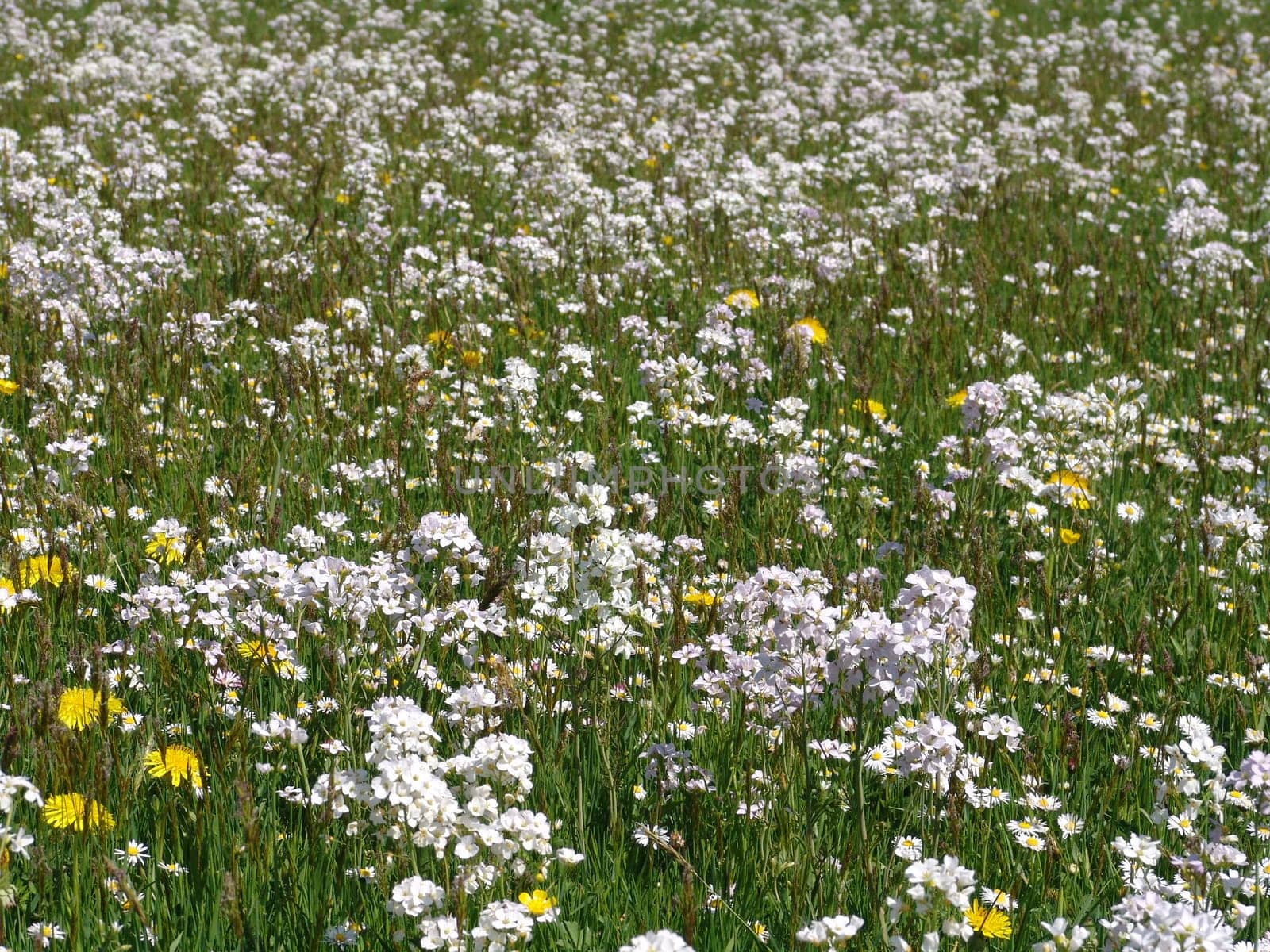 Meadowfoam